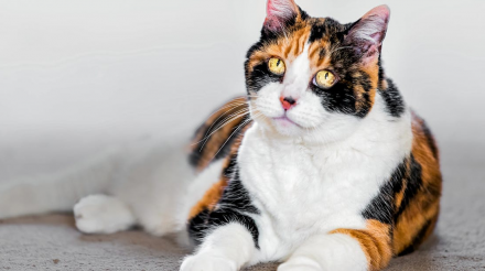 年老的到临会对爱猫有什么影响