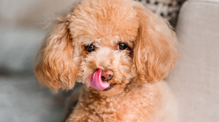 什么因素可助爱犬拥有健康的消化系统？