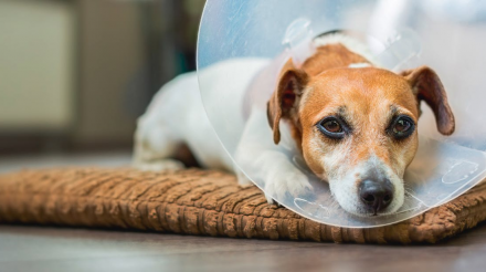 手术后如何喂饲爱犬