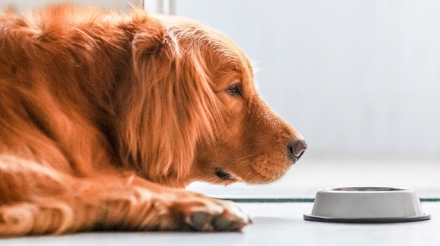 如何预防爱犬胃部不适