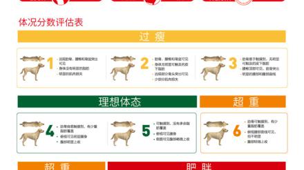 宠物体重管理：以科学预防维护宠物健康